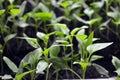 Home seedlings, plants, seedlings of young bell pepper growing in fertile soil. Royalty Free Stock Photo