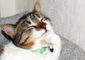 Home simple cute sleepy happy cat props up his head with his paw, lying in a soft