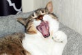 Home simple cute sleepy happy cat yawns sweetly while lying in a soft and cozy cat bed.