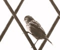 Home Sparrow bird on metal grate