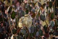 Home sparrow in the bushes