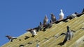 Home sport pigeons rest on the roof after the flight. Royalty Free Stock Photo