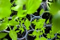 Home sprouts background. Seedlings green leaves and stems in plastic cups. Sprouted Grow.