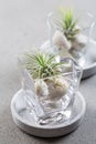 Tillandsia airplant as table decoration