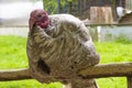 Home turkey close-up Royalty Free Stock Photo