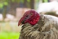 Home turkey close-up Royalty Free Stock Photo