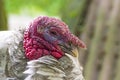 Home turkey close-up Royalty Free Stock Photo