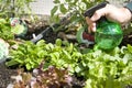 Home urban garden with lettuce. Royalty Free Stock Photo