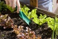 Home urban garden with lettuce. Royalty Free Stock Photo