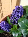 Home various flowers in pots. Design Italian courtyards