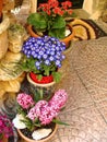 Home various flowers in pots. Design Italian courtyards Royalty Free Stock Photo