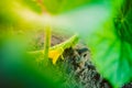 Home vegetable garden bed with growing young green cucumbers close-up in the early morning at sunrise Royalty Free Stock Photo
