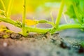 Home vegetable garden bed with growing young green cucumbers close-up in the early morning at sunrise Royalty Free Stock Photo