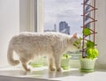 Home vegetable garden and a curious cute white house cat on window sill. Royalty Free Stock Photo