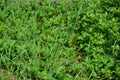 A home vegetable garden with strawberry seedlings and overgrown with green, long weeds. Royalty Free Stock Photo