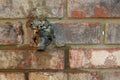 Home water faucet outdoors - spigot - right open space for possible text. Royalty Free Stock Photo