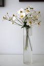 Home: white anemone flowers glass vase - v Royalty Free Stock Photo