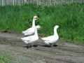 Home white geese