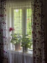Home window flowers decor Royalty Free Stock Photo