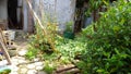 home yard with simple ornamental plants