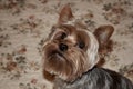 Home Yorkshire Terrier Royalty Free Stock Photo