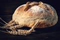 Homebaked bread. Closeup loaf of round fresh peasant bread and wheat spikelets on a wooden background. Homemade baking