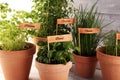 Homegrown and aromatic herbs in old clay pots. Set of culinary herbs. Green growing basil, parsley and oregano with labels Royalty Free Stock Photo