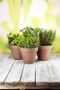 Homegrown and aromatic herbs in old clay pots Royalty Free Stock Photo