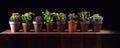 Homegrown and aromatic herbs in old clay pots. Set of culinary herbs. Green growing sage, oregano, thyme, savory, mint and oregano