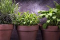 Homegrown and aromatic herbs in old clay pots. Set of culinary herbs. Green growing sage, oregano and rosemary Royalty Free Stock Photo