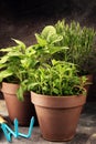 Homegrown and aromatic herbs in old clay pots. Set of culinary herbs. Green growing sage, oregano and rosemary