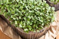 Broccoli and kale microgreens on a table