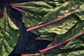 Homegrown chard leaves harvest local garden Royalty Free Stock Photo