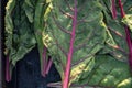 Homegrown chard leaves harvest local garden Royalty Free Stock Photo