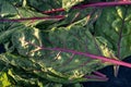 Homegrown chard leaves harvest local garden Royalty Free Stock Photo