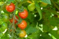 Homegrown cherry tomatoes Royalty Free Stock Photo