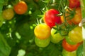 Homegrown cherry tomatoes Royalty Free Stock Photo