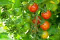 Homegrown cherry tomatoes Royalty Free Stock Photo