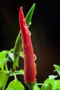 Homegrown chili pepper plant close up. Red and green chili peppers with water drops and green leaves Royalty Free Stock Photo