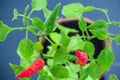 Homegrown chili pepper plant top view close up. Red and green chili peppers with water drops Royalty Free Stock Photo