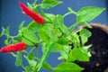 Homegrown chili pepper plant top view close up. Red and green chili peppers with water drops Royalty Free Stock Photo