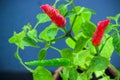 Homegrown chili pepper plant top view close up. Red and green chili peppers with water drops Royalty Free Stock Photo