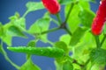 Homegrown chili pepper plant top view close up. Red and green chili peppers with water drops Royalty Free Stock Photo