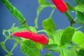 Homegrown chili pepper plant top view close up. Red and green chili peppers with water drops Royalty Free Stock Photo