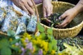 Homegrown dry herbs in the basket