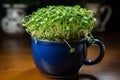 Homegrown Easter Dark blue cup with freshly bred green cress