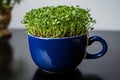 Homegrown Easter Dark blue cup with freshly bred green cress