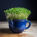 Homegrown Easter Dark blue cup with freshly bred green cress