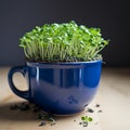 Homegrown Easter Dark blue cup with freshly bred green cress