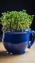 Homegrown Easter Dark blue cup with freshly bred green cress